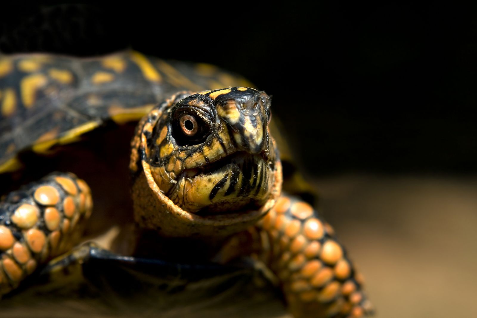 Herp Diets Help Drive Sales